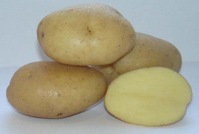 Сорт картофеля бернина характеристика отзывы. Картофель семенной юбилей Жукова. Картофель семенной великан/ суперэлита. Картофель семенной Вымпел. Сорт картофеля Вымпел.