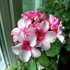 Пеларгония Маверик Бело-розовая фото 2 