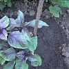 Базилик овощной Гурман анисовый фото 2 