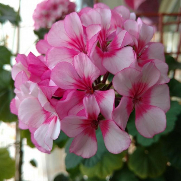 Пеларгония Маверик Бело-розовая фото 1 