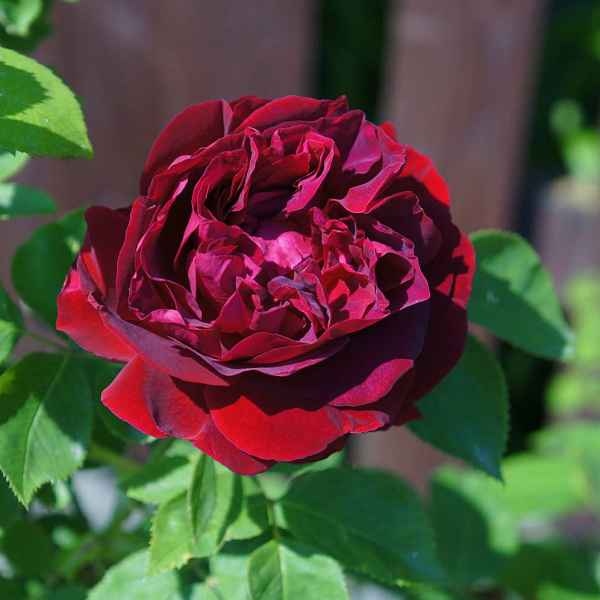 Шток-роза Блекберри фото 2 