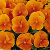 Виола крупноцветковая Дельта Пьюр Оранж фото 3 