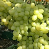 Виноград плодовый Аркадия (Настя) фото 1 